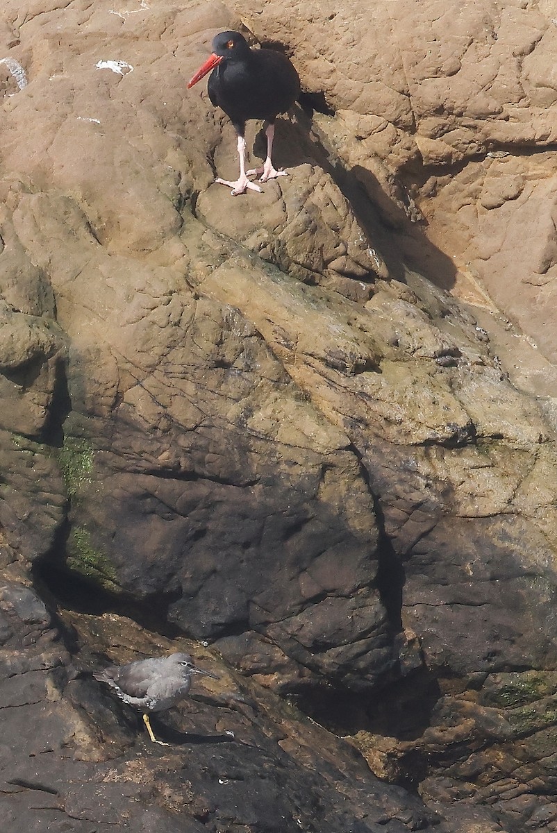 Wandering Tattler - ML428309761
