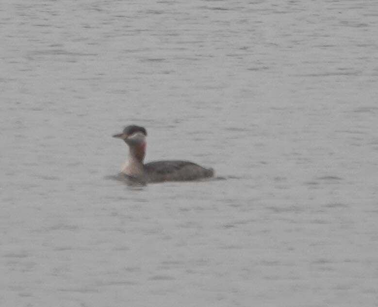Red-necked Grebe - ML428310291