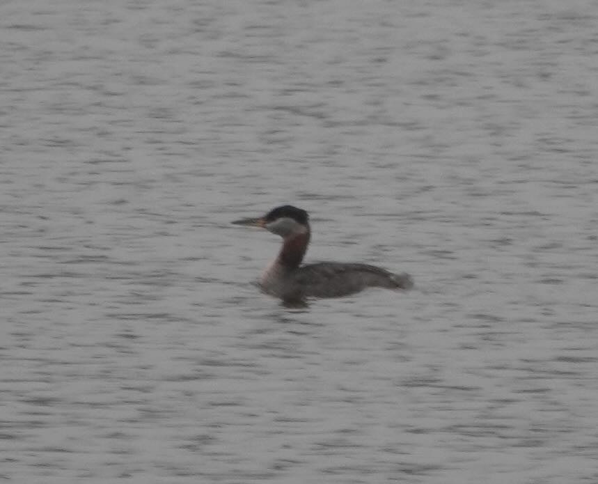 Red-necked Grebe - ML428310311