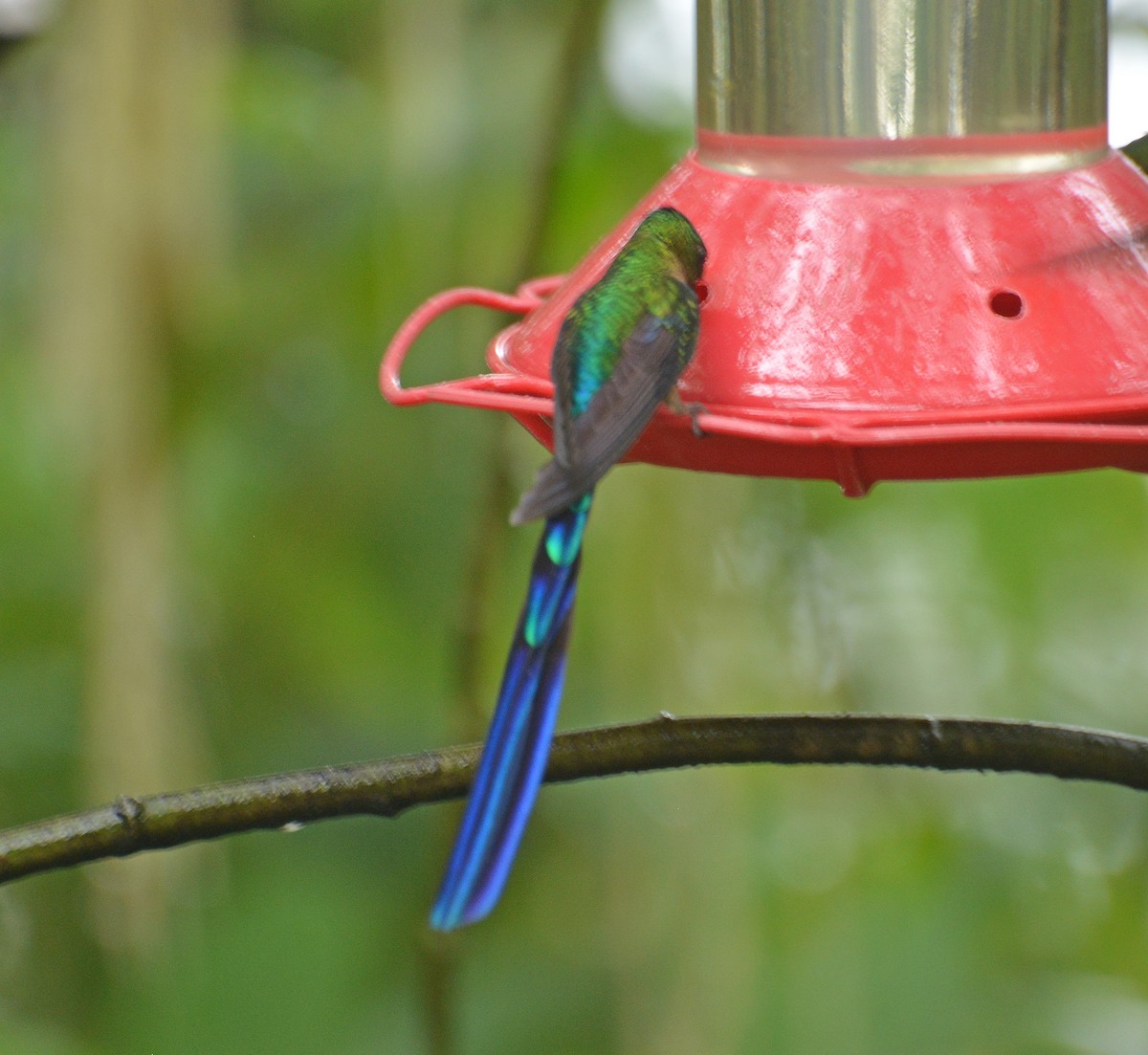 Violet-tailed Sylph - ML428311051