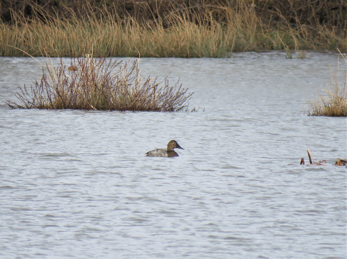 Canvasback - ML428311491