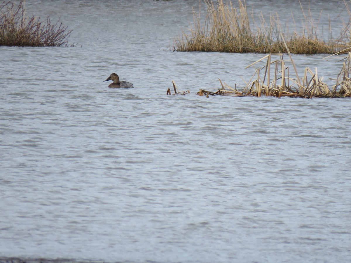 Canvasback - ML428311561