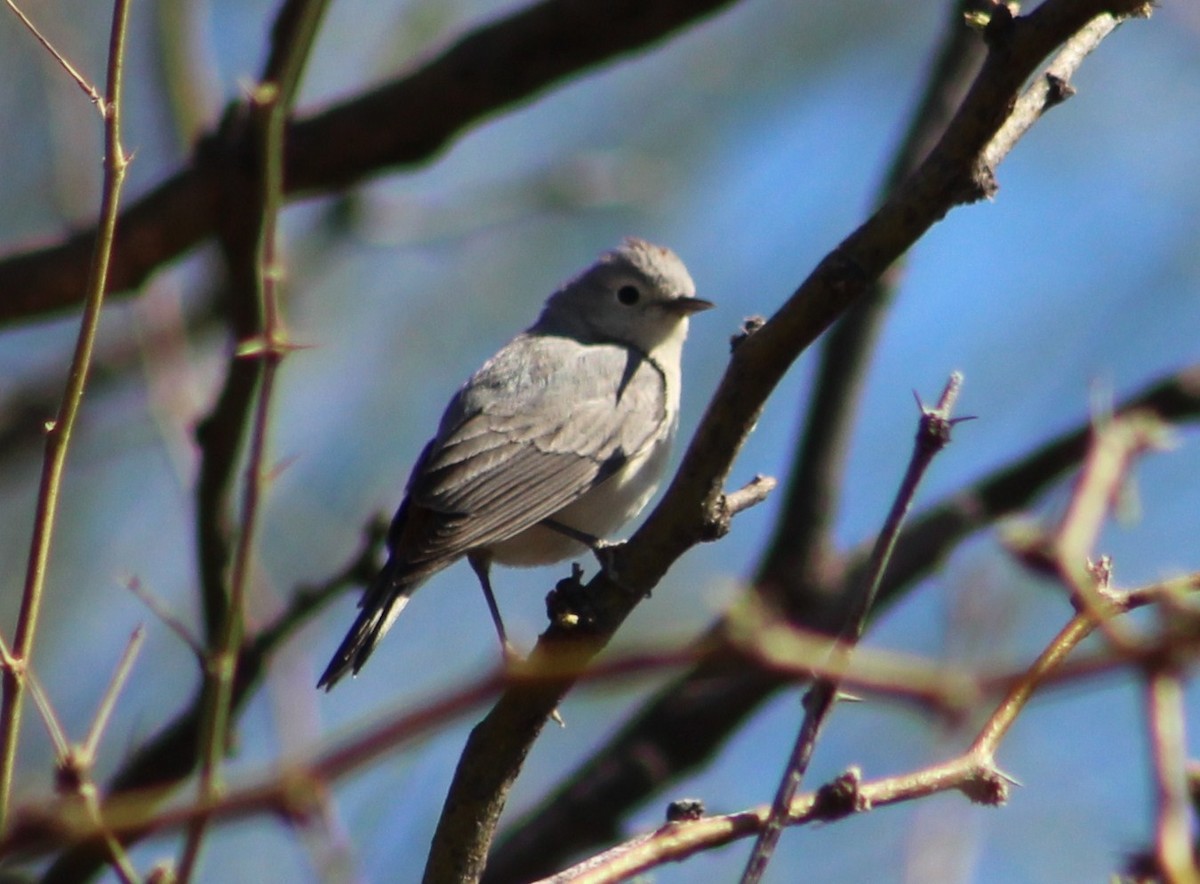 Lucy's Warbler - ML428311781