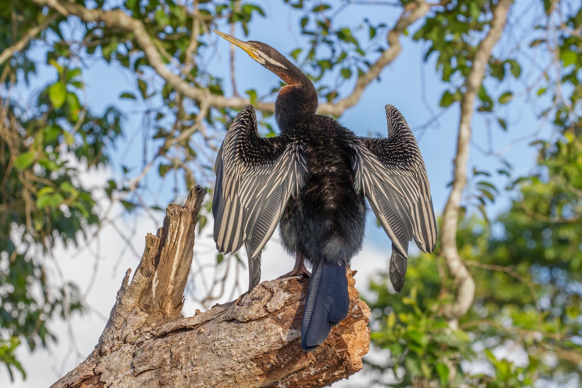 Anhinga Australiana - ML42831221