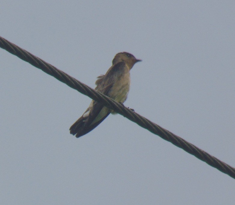 Southern Rough-winged Swallow - Margaret Timothy Burgess