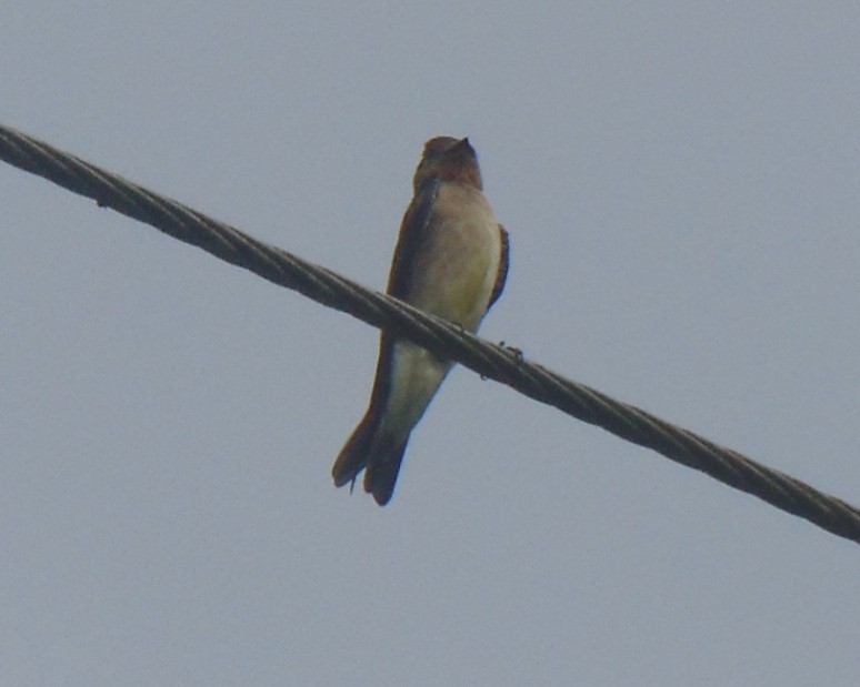 Hirondelle à gorge rousse - ML428312461