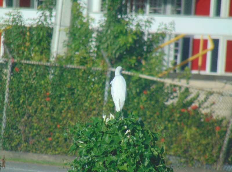 Western Cattle Egret - Margaret Timothy Burgess