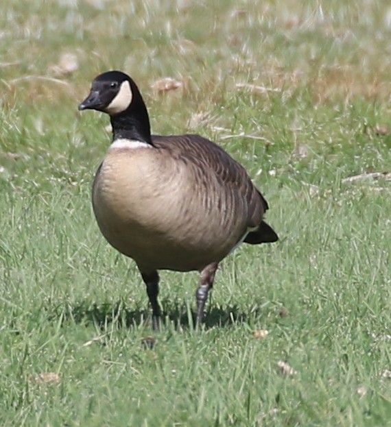 Cackling Goose (Aleutian) - Debby Parker