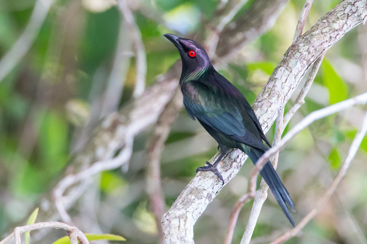 Metallic Starling (Metallic) - ML42831261