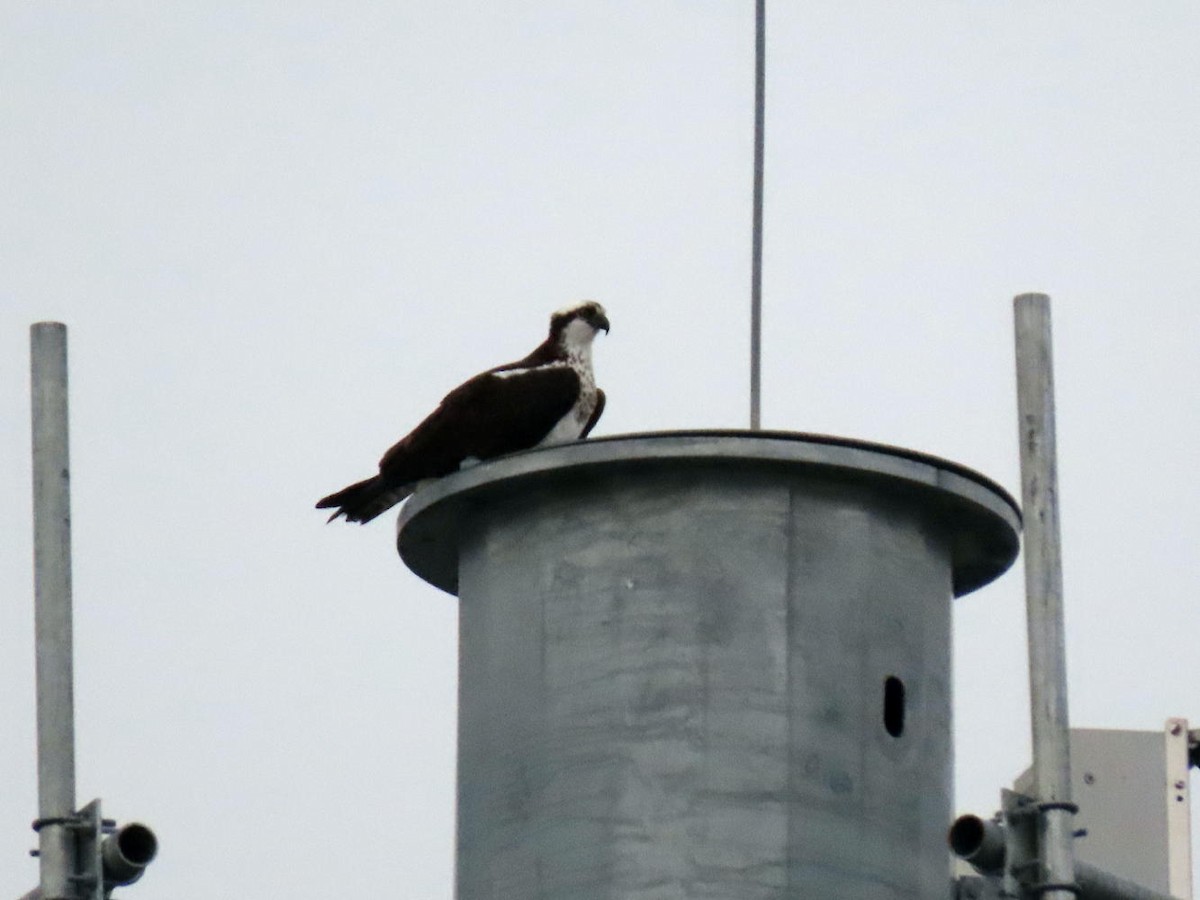 Águila Pescadora - ML428313351