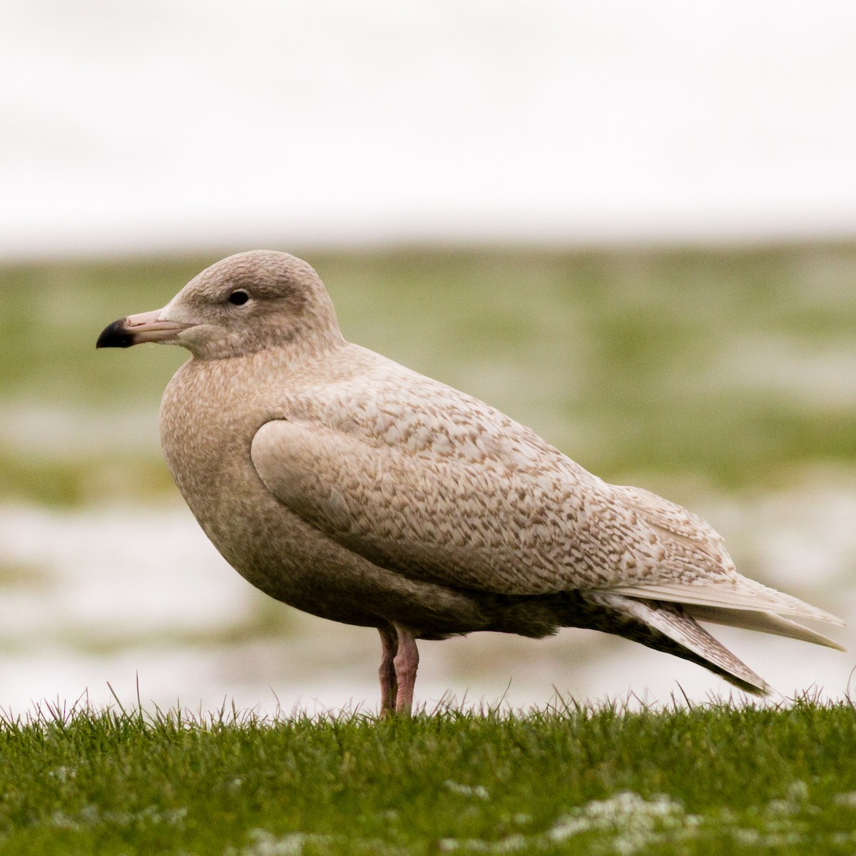 Glaucous Gull - Seymore Gulls