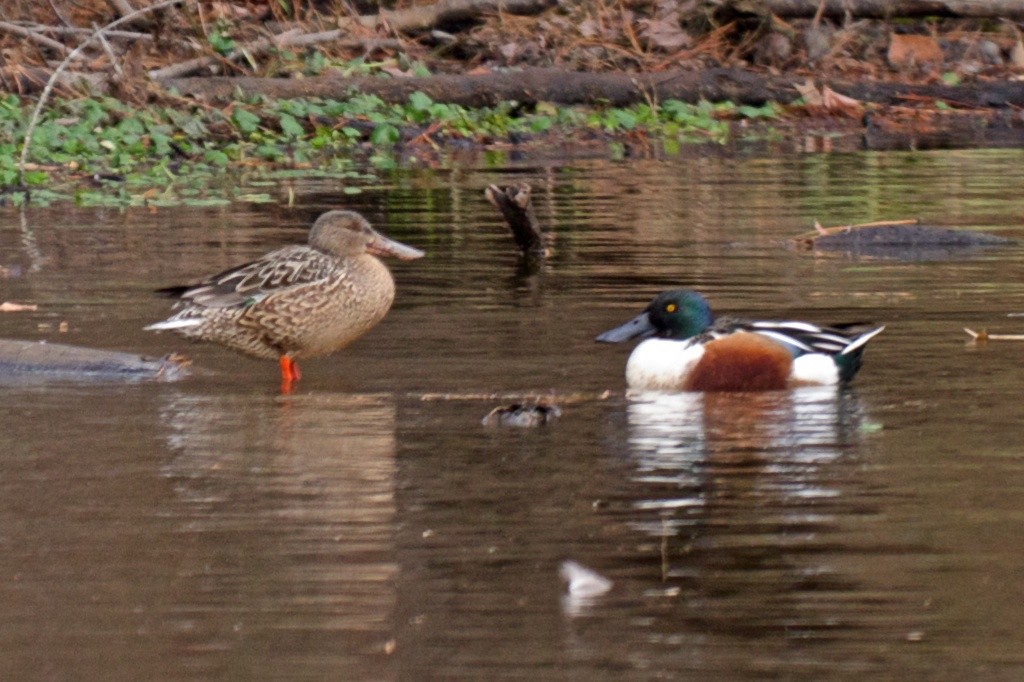 Northern Shoveler - ML42831711