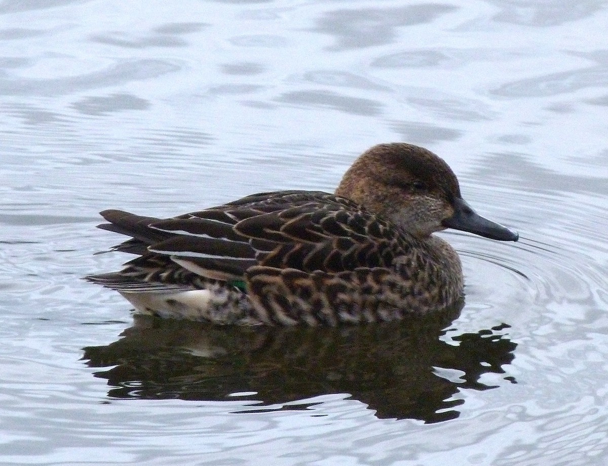 Green-winged Teal - ML428317121