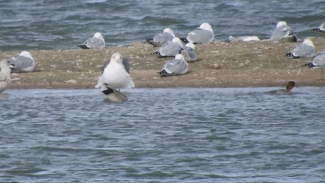Slaty-backed Gull - ML428317281