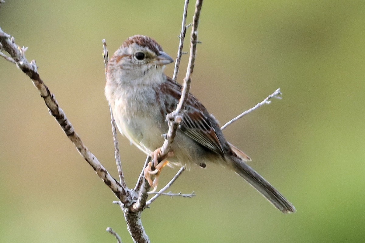 Bachman's Sparrow - ML428317761