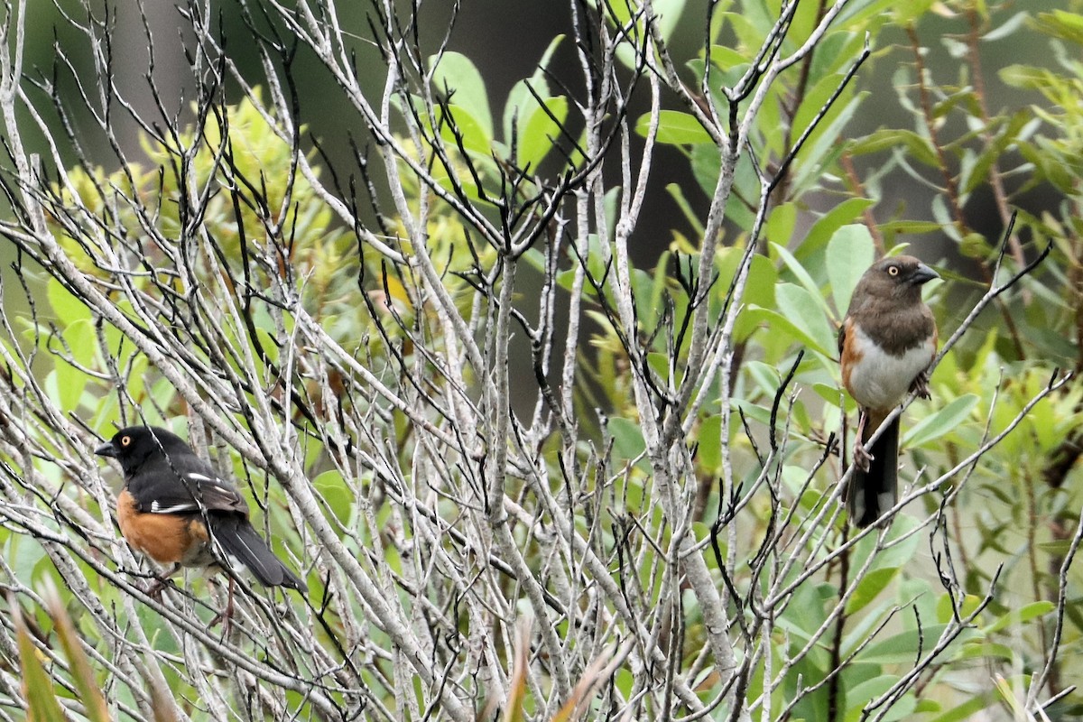 Eastern Towhee - ML428317891