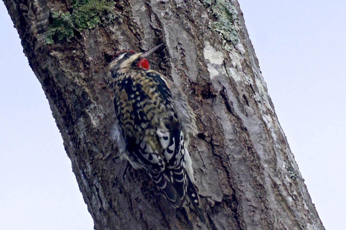 Yellow-bellied Sapsucker - ML42831791