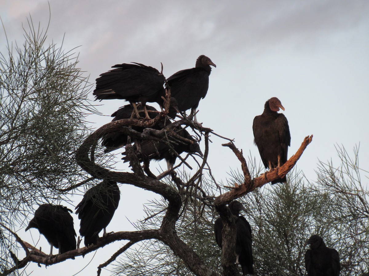 Black Vulture - ML428318511