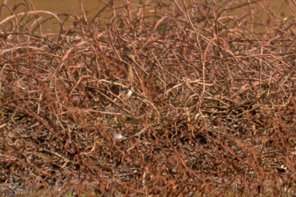 Wilson's Snipe - ML42831911