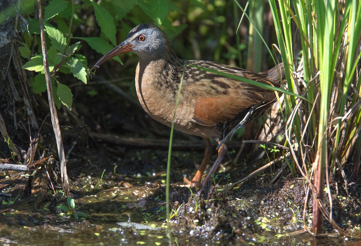 Virginia Rail - Margaret Gompper