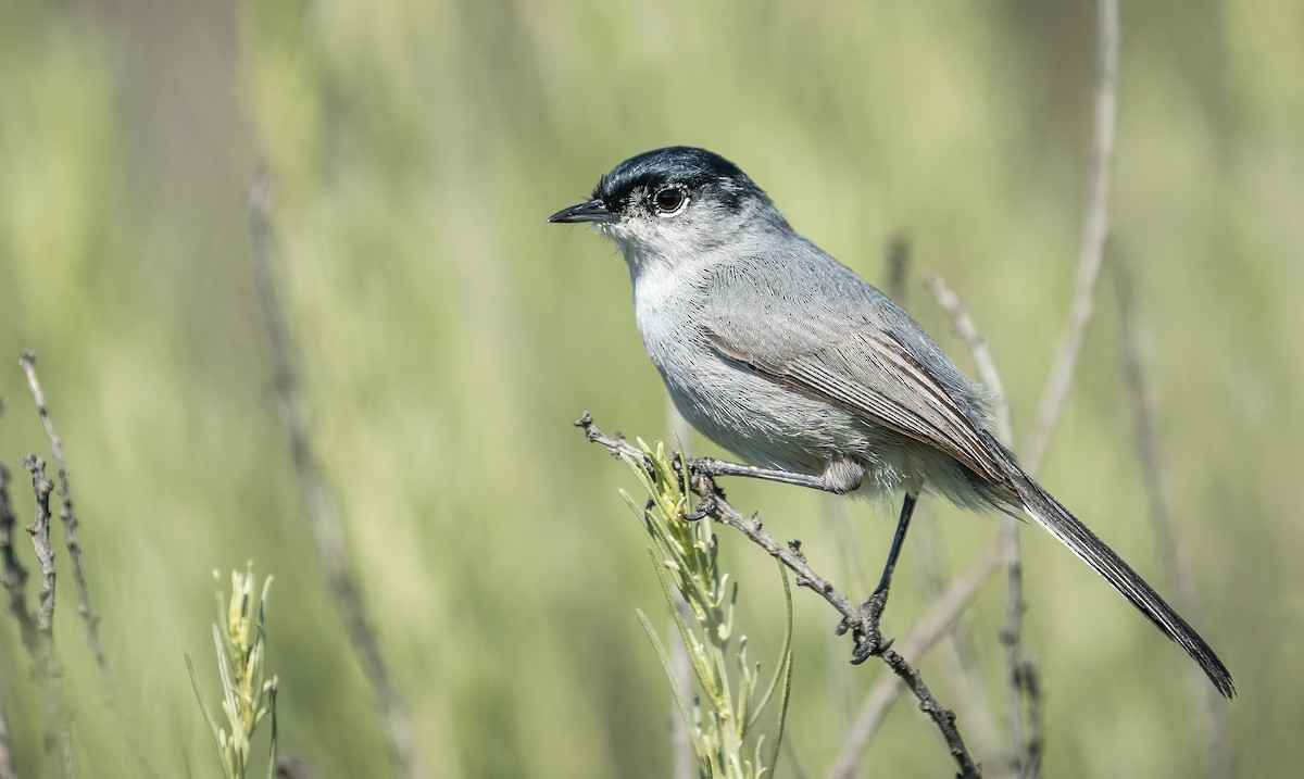 California Gnatcatcher - ML428323161