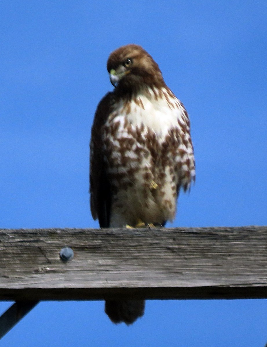 Red-tailed Hawk - ML428323221