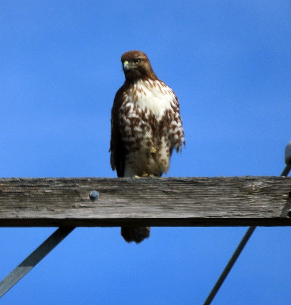Red-tailed Hawk - ML428323241