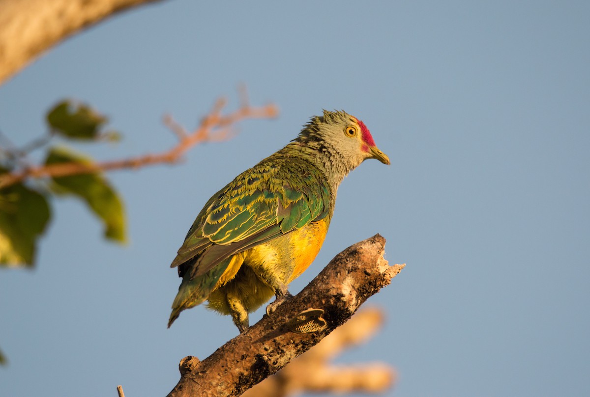 Mariana Fruit-Dove - ML428323481