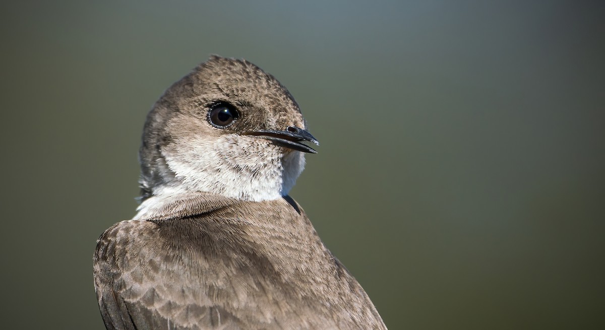 Golondrina Aserrada - ML428323741