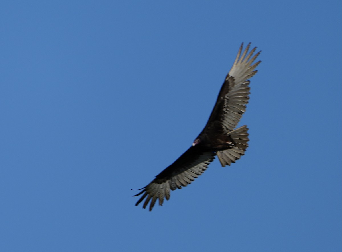 Turkey Vulture - ML428326201