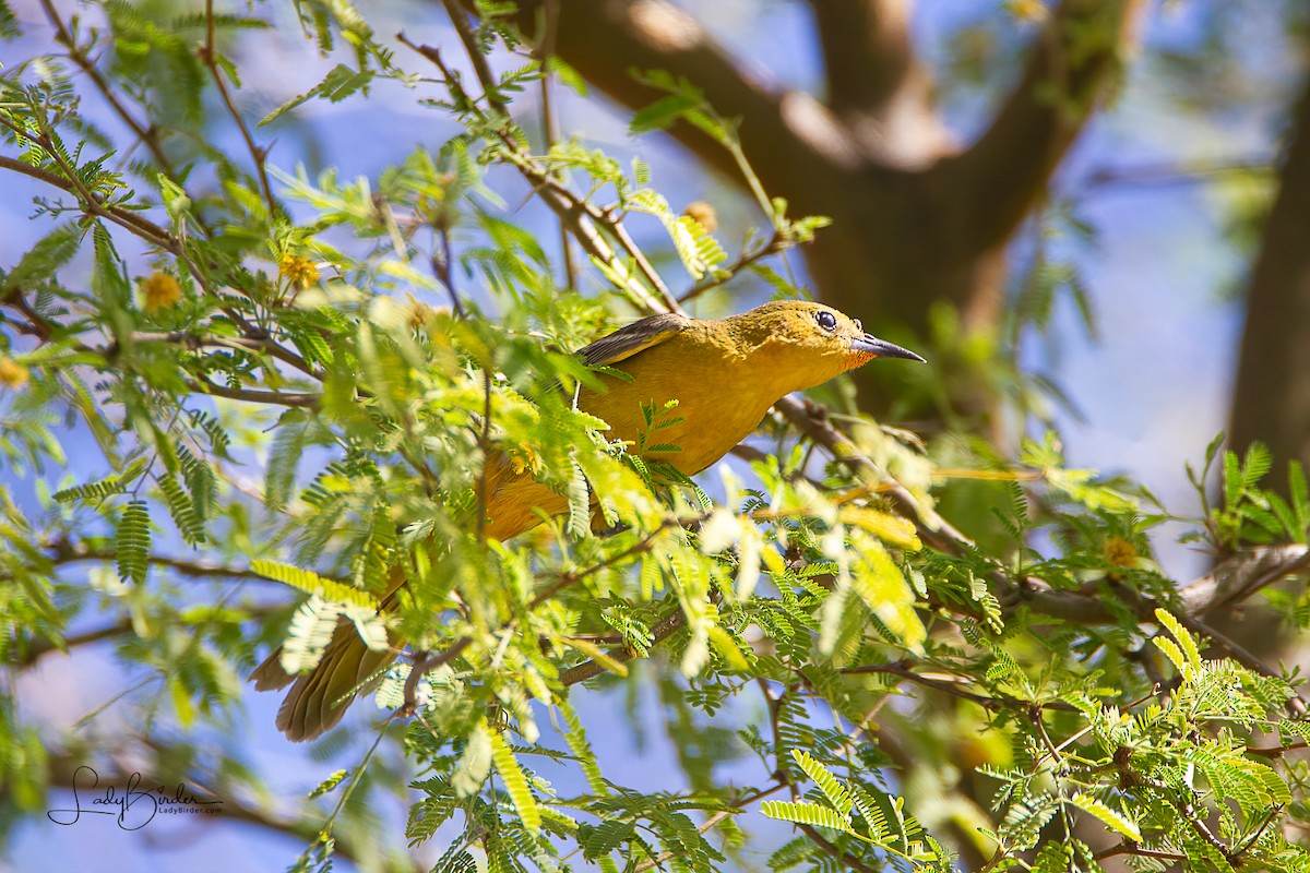 Hooded Oriole - Lyndie Mason Warner