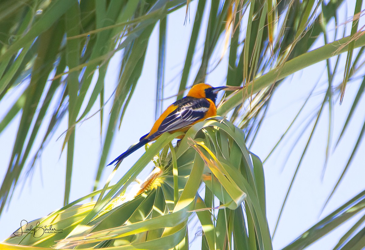 Hooded Oriole - ML428327261