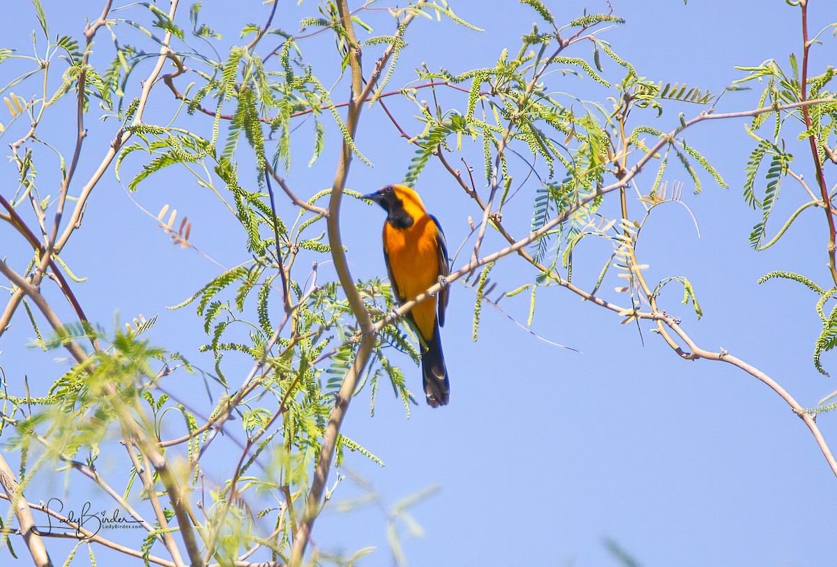 Hooded Oriole - ML428327281
