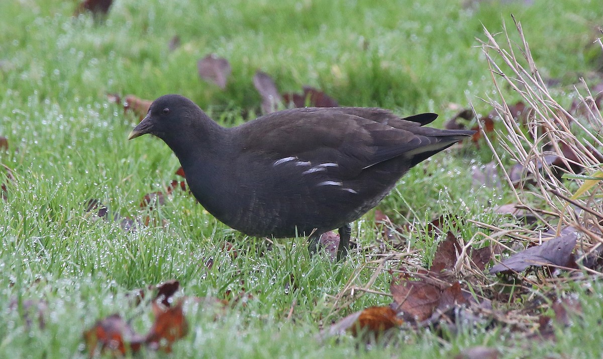 Eurasian Moorhen - Paul Chapman