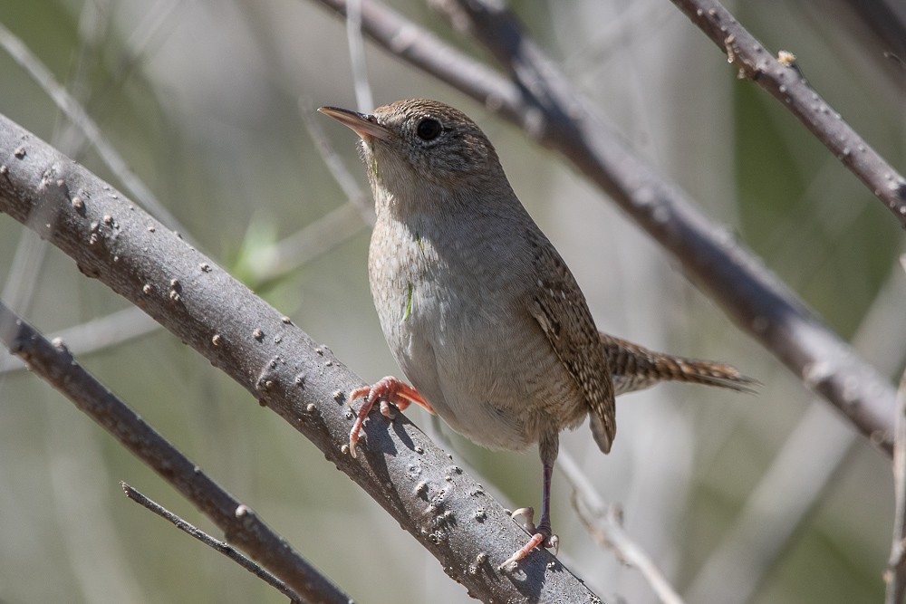 House Wren - ML428331051