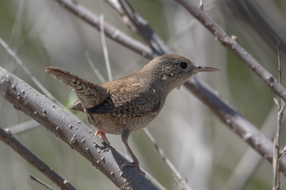 House Wren - ML428331061