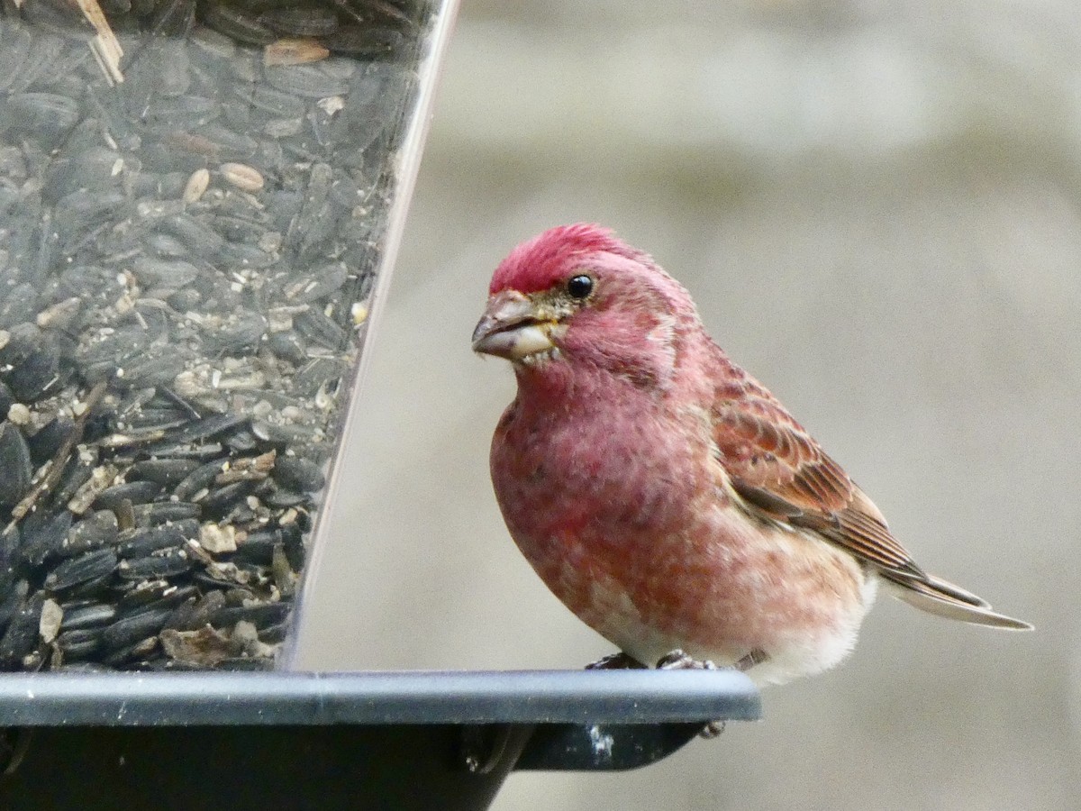 Purple Finch - ML428331711