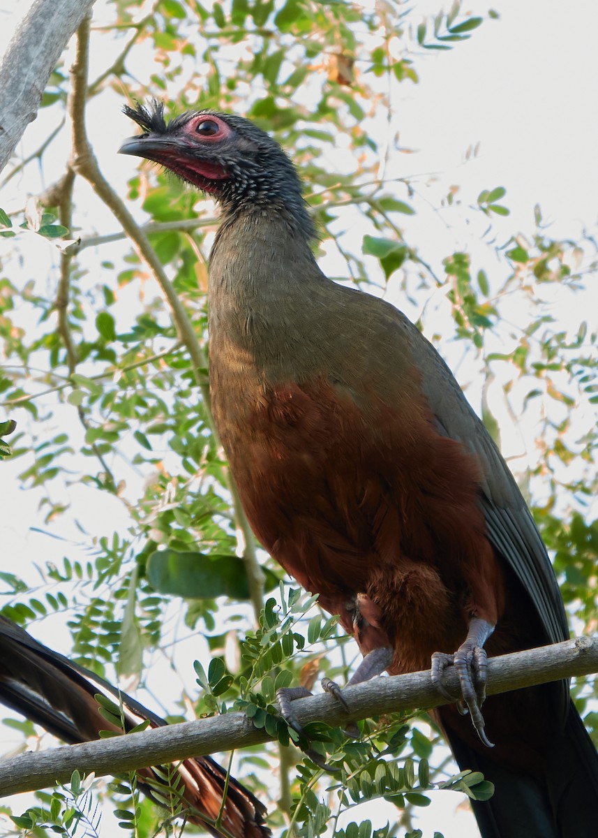 Chachalaca Ventricastaña - ML428332031