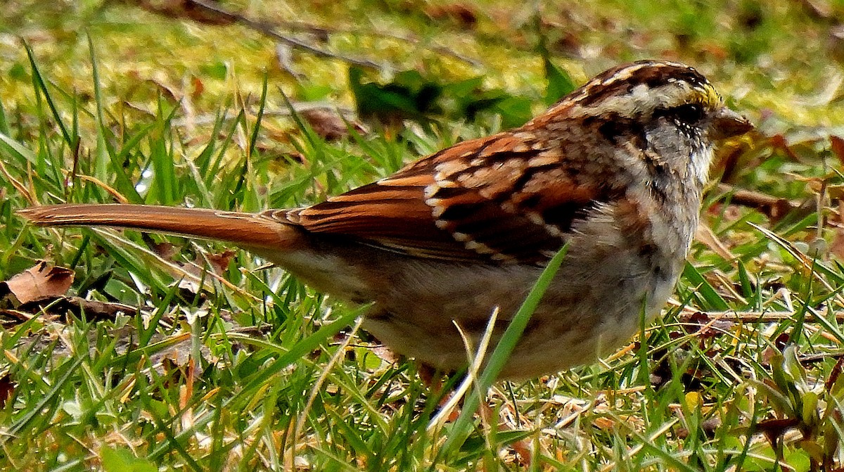 White-throated Sparrow - ML428332051