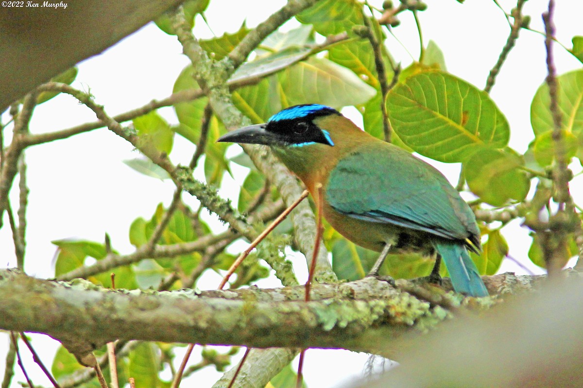 Lesson's Motmot - Ken Murphy