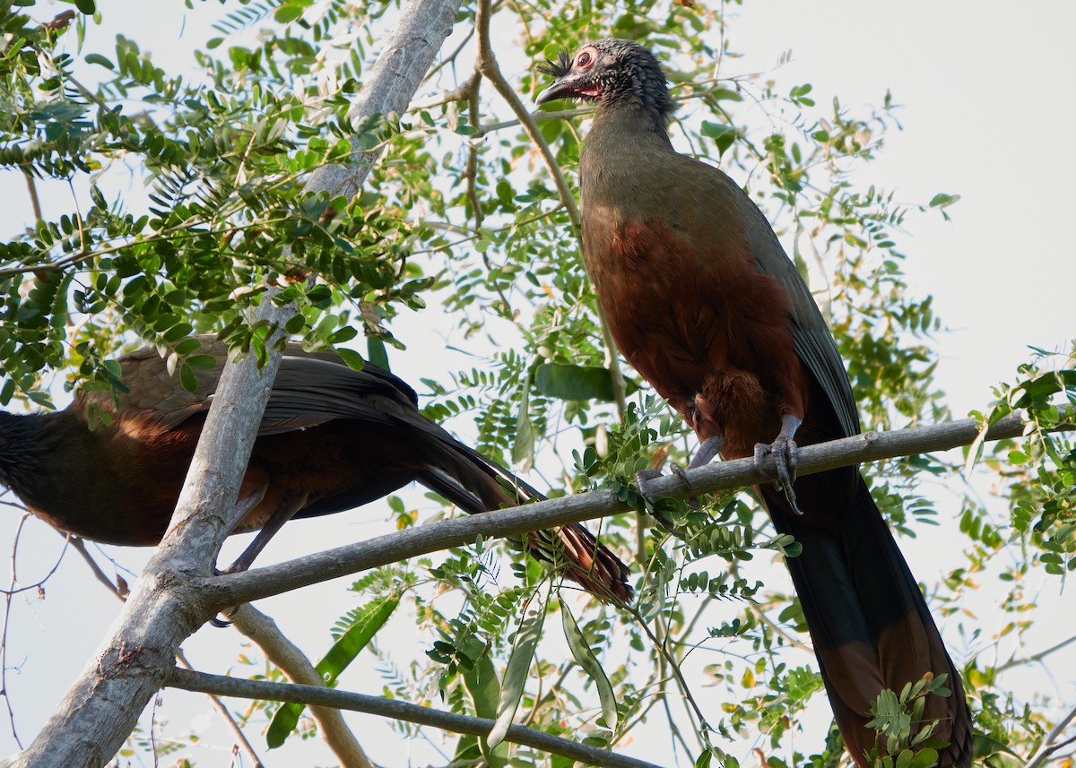 Chachalaca Ventricastaña - ML428332231