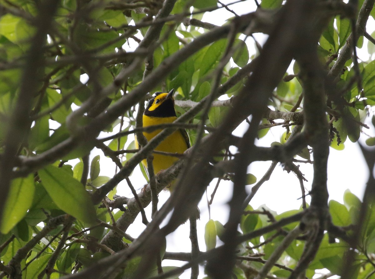 Hooded Warbler - Anne Ruben