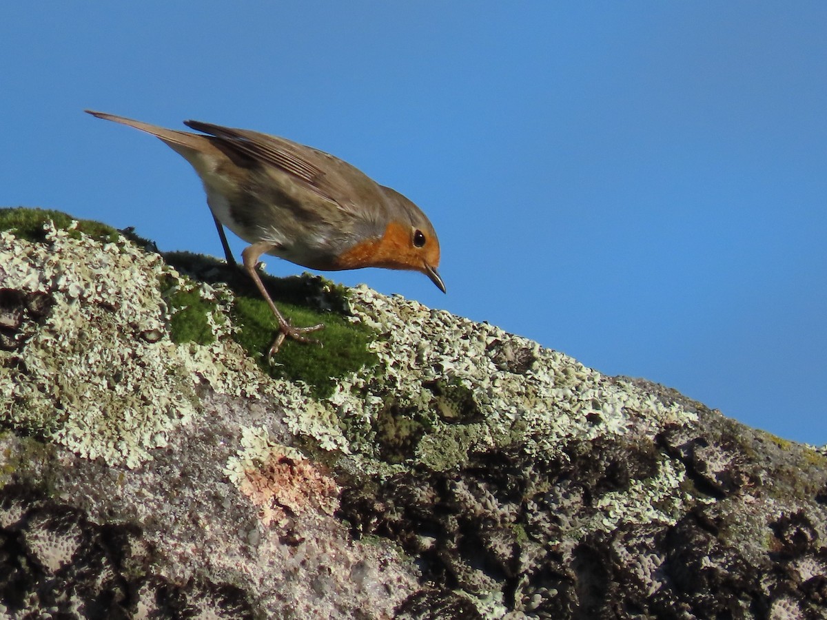 European Robin - ML428334001