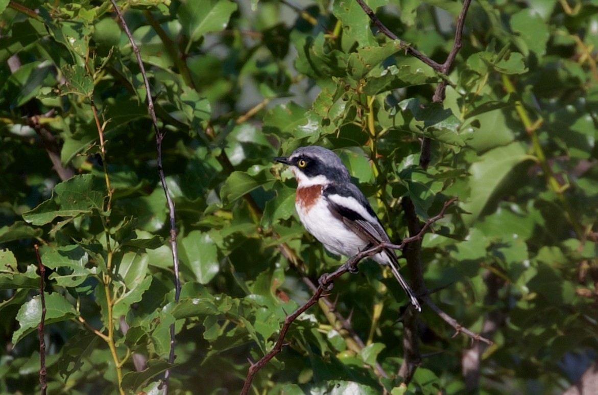 Chinspot Batis - ML428334231