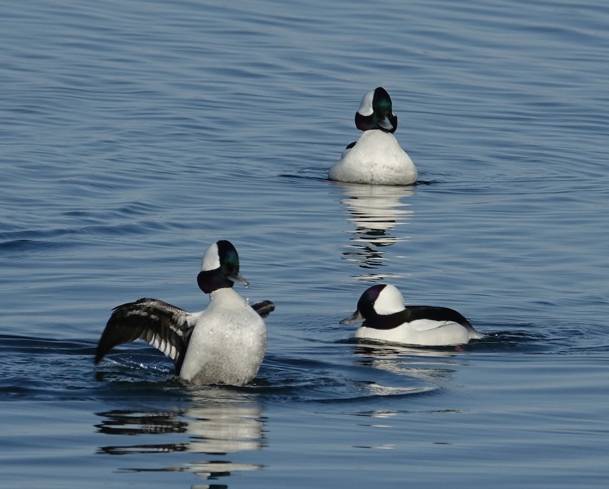 Bufflehead - ML428334281