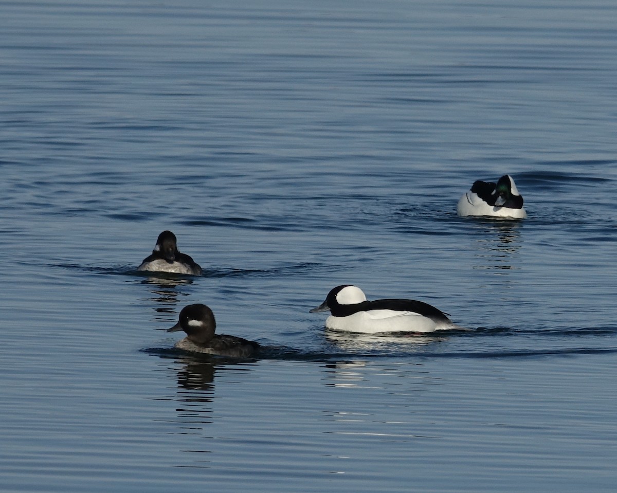 Bufflehead - ML428334291