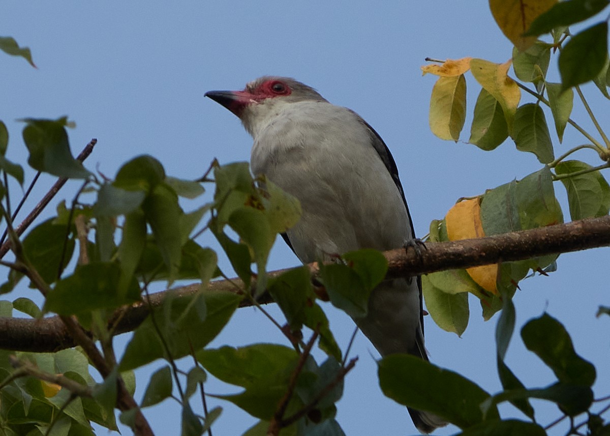 Masked Tityra - ML428335151