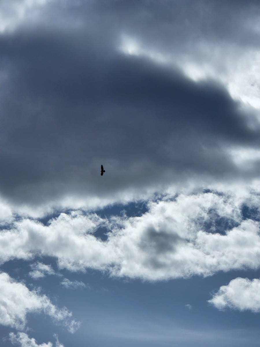 Turkey Vulture - Mani Gomez