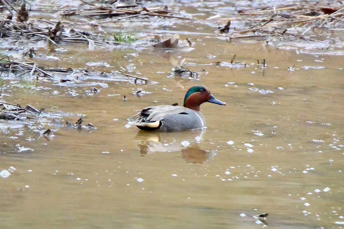 Green-winged Teal - ML428335381