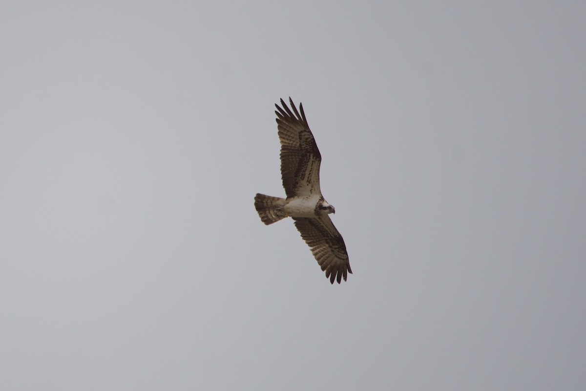 Osprey - Jorge  Safara